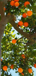 Orange tree with ripe fruit under a clear blue sky, perfect for nature wallpaper.