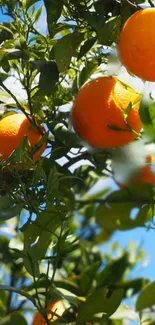 Bright oranges hanging on a tree under a clear blue sky.