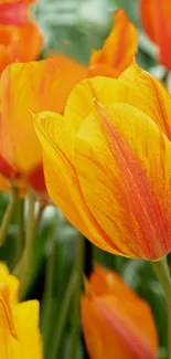 Vibrant orange tulips in full bloom with green background.