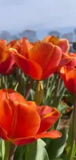 Vibrant orange tulips blossoming in a lush green garden.