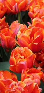 Vibrant orange tulips in full bloom, creating a lively and colorful background.