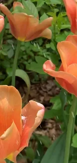 Vibrant orange tulips with green leaves in a spring garden setting.