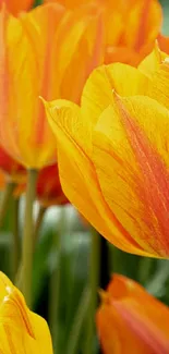 Vibrant orange tulips in full bloom creating a colorful and lively floral display.