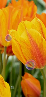 Vibrant orange tulips with green leaves and bubbles.