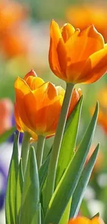 Beautiful orange tulips in full bloom wallpaper.