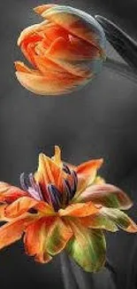 Mobile wallpaper featuring vibrant orange tulips on a dark background.