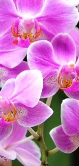 Vibrant purple orchid blossoms on stems.