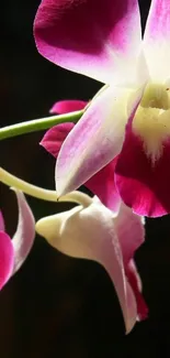 Close-up of pink and white orchid flowers against a dark background.