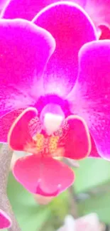 Pink orchid flower close-up mobile wallpaper.