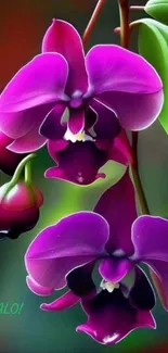 Close-up of vibrant purple orchid flowers with green leaves.