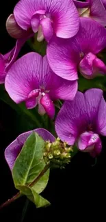 Beautiful purple orchid flowers against a dark backdrop.