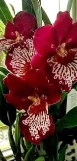 Red orchids with lush green leaves in a vibrant, natural wallpaper.