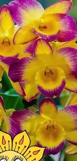 Bright yellow and purple orchid flower wallpaper for mobile phone.