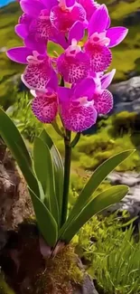 Vibrant pink orchid blossoming in lush green landscape.
