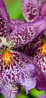 Vibrant orchid wallpaper with purple petals and intricate patterns.