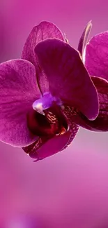 Beautiful purple orchid mobile wallpaper with a vibrant floral design.