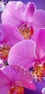 Vibrant pink orchids with bubbles on purple background.