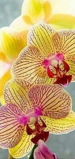 Yellow and pink orchids mobile wallpaper with vibrant floral design