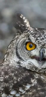 Close-up of owl with vibrant yellow eyes and detailed feathers on mobile wallpaper.