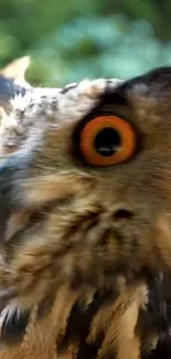 Close-up of an owl with vibrant eyes and detailed feathers in a natural setting.