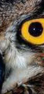 Close-up of a vibrant owl eye with striking yellow colors.