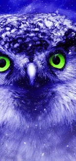 Vibrant owl with green eyes on a blue background wallpaper.