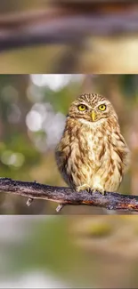 Vibrant owl perched elegantly on a tree branch with blurred background.