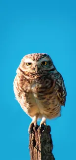 Owl perched on a branch with a sky blue background.