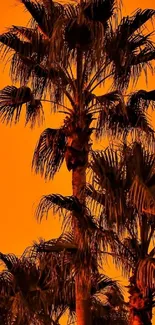 Silhouette of palm trees against an orange sky.