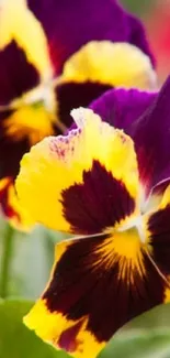 Close-up of vibrant purple and yellow pansies in a garden.