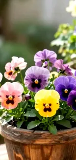 Beautiful pansy flowers in a wooden pot.