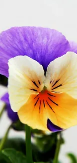 Vibrant pansy flower with purple and orange petals on mobile wallpaper.