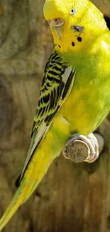 Vibrant yellow parakeet on wood background.