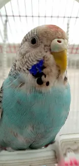 A vibrant parakeet in a cage, showcasing bright plumage.