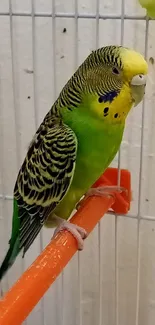 Vibrant green parakeet perched on an orange bar.