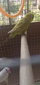 Green parakeet perched in a birdcage with other birds.