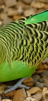 Vibrant green parakeet on rocky ground.