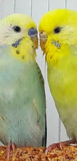 Two vibrant parakeets with yellow and green plumage on a white background.