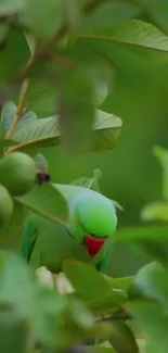 Green parrot amidst lush green leaves.