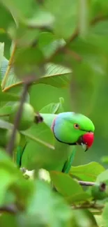 Vibrant green parrot among lush leaves.
