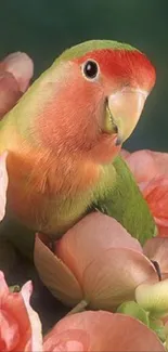 Parrot with pink blossoms on a dark green background.