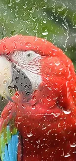 Colorful parrot seen through raindrop-covered glass on a rainy day.