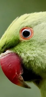 Close-up of a vibrant parrot's face with green feathers and red beak.