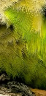 Close-up of vibrant parrot feathers in green and yellow hues.