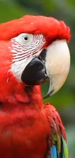 Close-up of a vibrant red parrot with colorful plumage and intricate patterns.