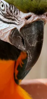 Close-up of a colorful macaw parrot with vibrant feathers.