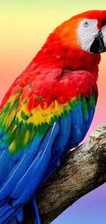 Colorful parrot on branch with rainbow background.