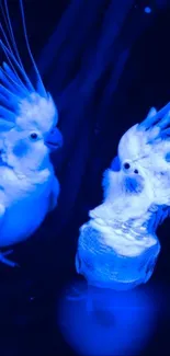 Artistic illustration of two glowing blue parrots.