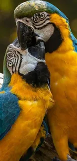 A vibrant yellow and blue macaw duo perched on a branch.