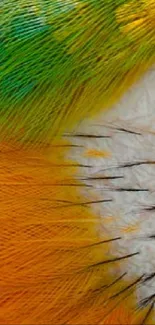 Close-up of vibrant parrot feathers with orange and green hues, perfect for wallpaper.